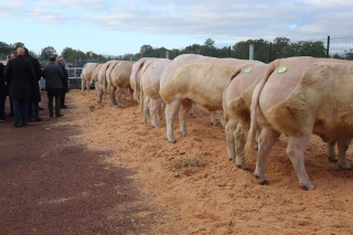 La Fête du charolais se prépare