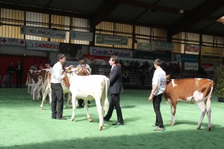 Le Show open génisses revient à Saint-Etienne