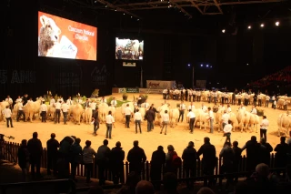 La Charolaise au Zénith : écrin noir pour belles blanches