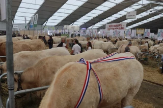 La Loire sur les podiums du Sommet de l'élevage