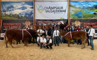 La race Limousine avait donné rendez-vous dans les Hautes-Alpes