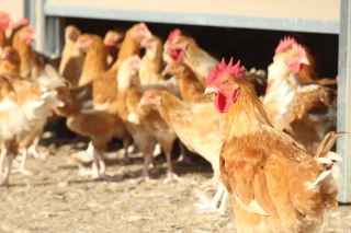 Cas de grippe aviaire confirmé dans la Loire