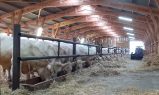 Des mâles charolais évalués mis en vente le 14 décembre