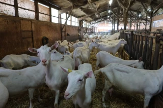 Stress, confort et alimentation peuvent jouer sur la qualité du lait