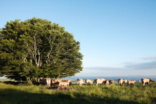 BCAE 8 ou le maintien des éléments favorables à la biodiversité