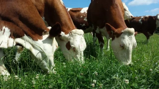 Pour bien préparer la mise à l’herbe 2023