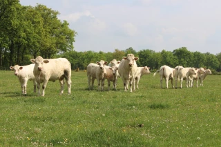 Les rencontres Made in viande font leur retour du 10 au 17 mai