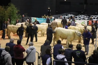 La Fête du charolais 2023 se prépare