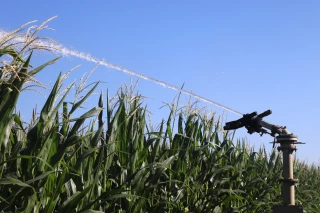 Une campagne d’irrigation disparate