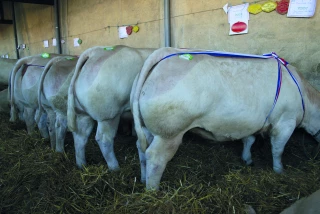 1993 : d’un concours à une Fête du charolais