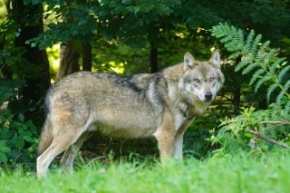 Loup et lynx : la profession force de proposition