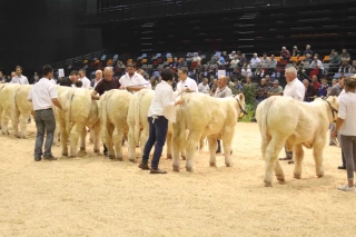 Les concours d’animaux, le socle de la Fête du charolais 