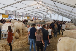 Fête du charolais : à ne pas manquer