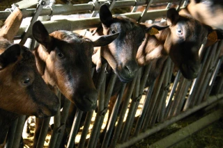 « Le chevreau n’est pas une viande délaissée »