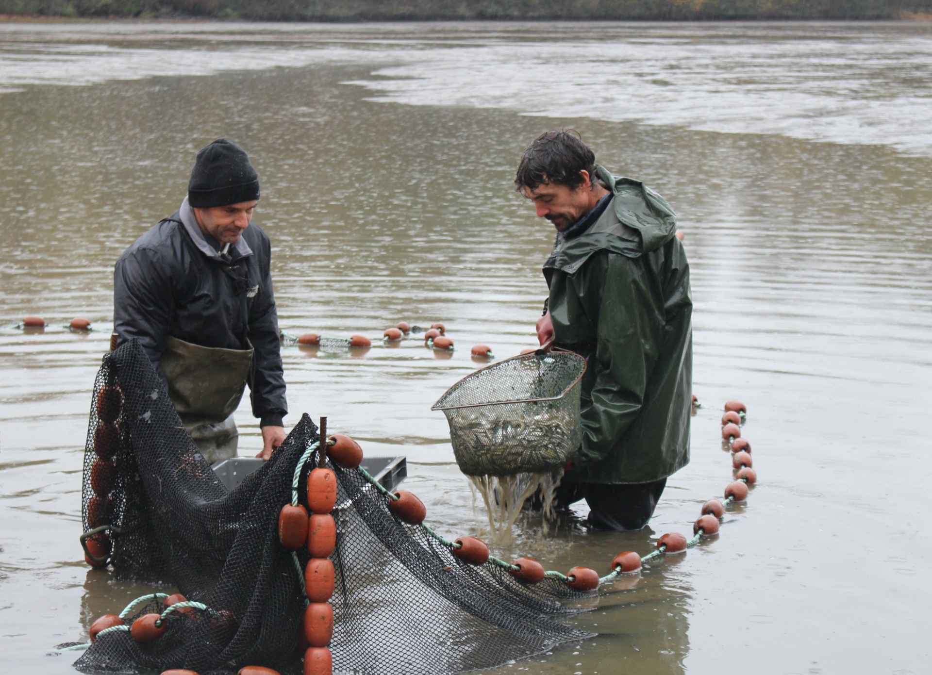 La pisciculture, une économie trop méconnue dans la Loire 