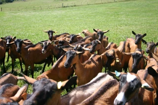 La télédéclaration des aides animales 2024 est ouverte