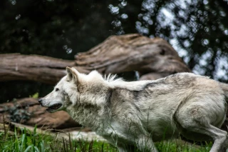 Aider les éleveurs à protéger leurs troupeaux contre le loup 