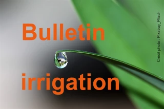 Bulletin technique d’irrigation du 19 septembre