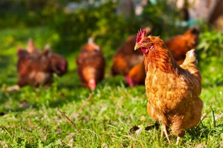 Le nombre d’élevages recule en dix ans, sauf en poules pondeuses 