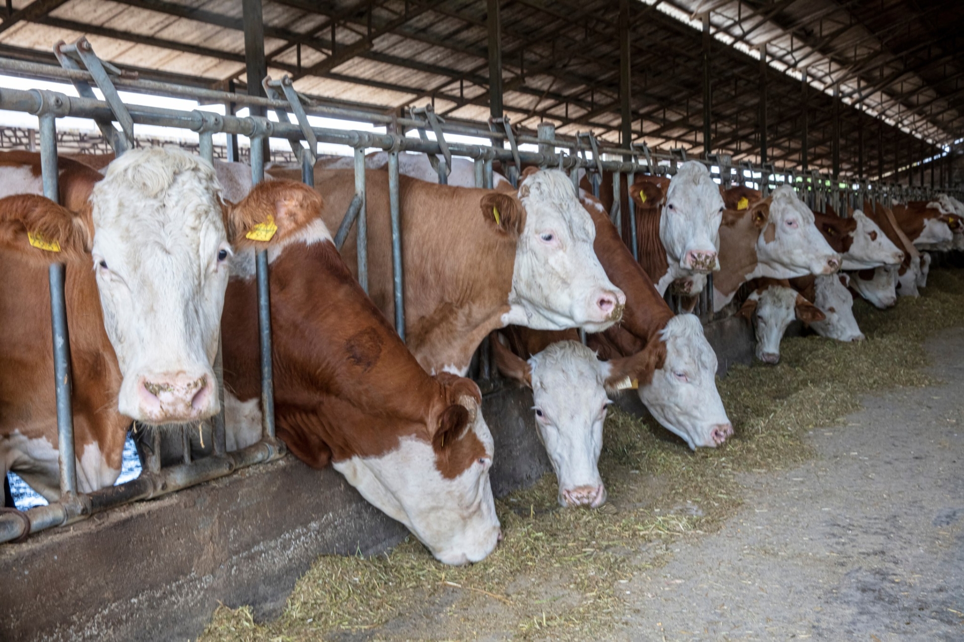 La race Simmental se porte bien, malgré un contexte délicat