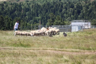 La Journée du mouton de retour 