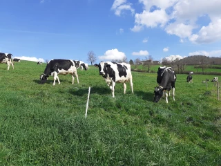 Dans la Loire, un printemps chaotique annonce une fin d’année incertaine pour le pâturage