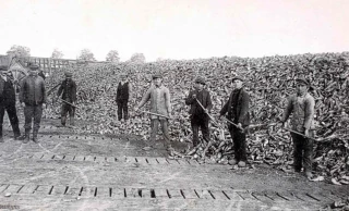 Agriculture de 1924 : reprise de la culture de betteraves sucrières