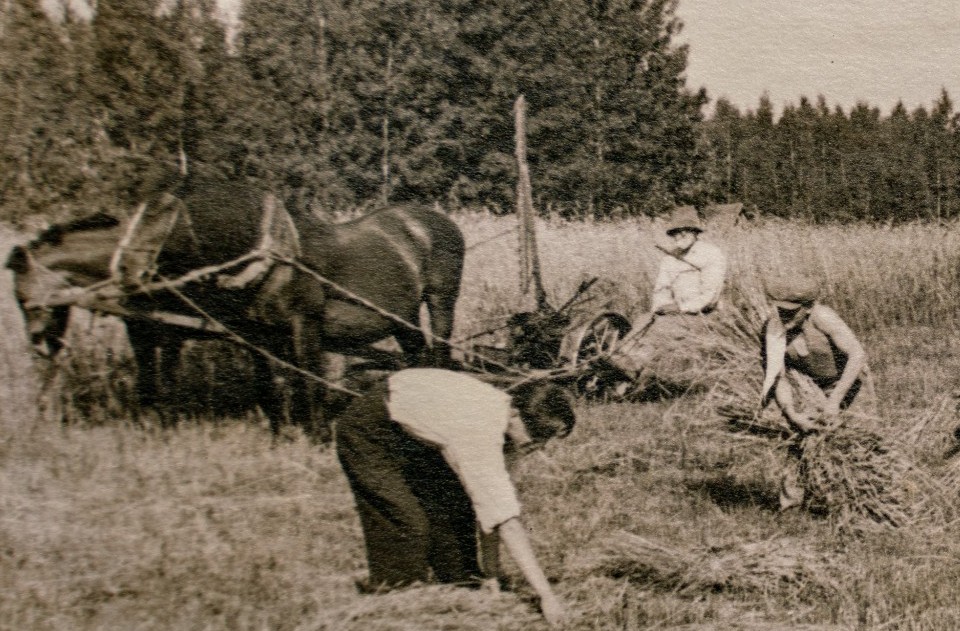 Agriculture de 1924 : l’espèce ovine en péril