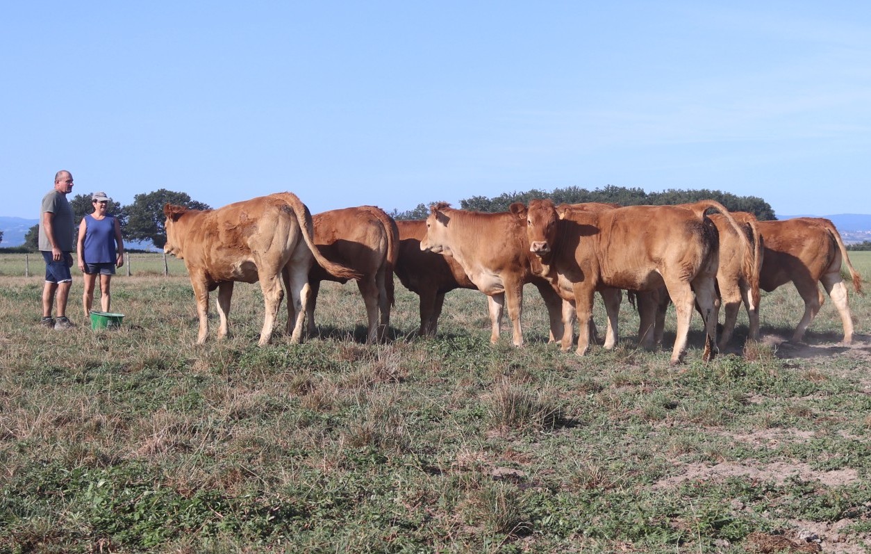 Une conduite du troupeau limousin sans cesse affinée