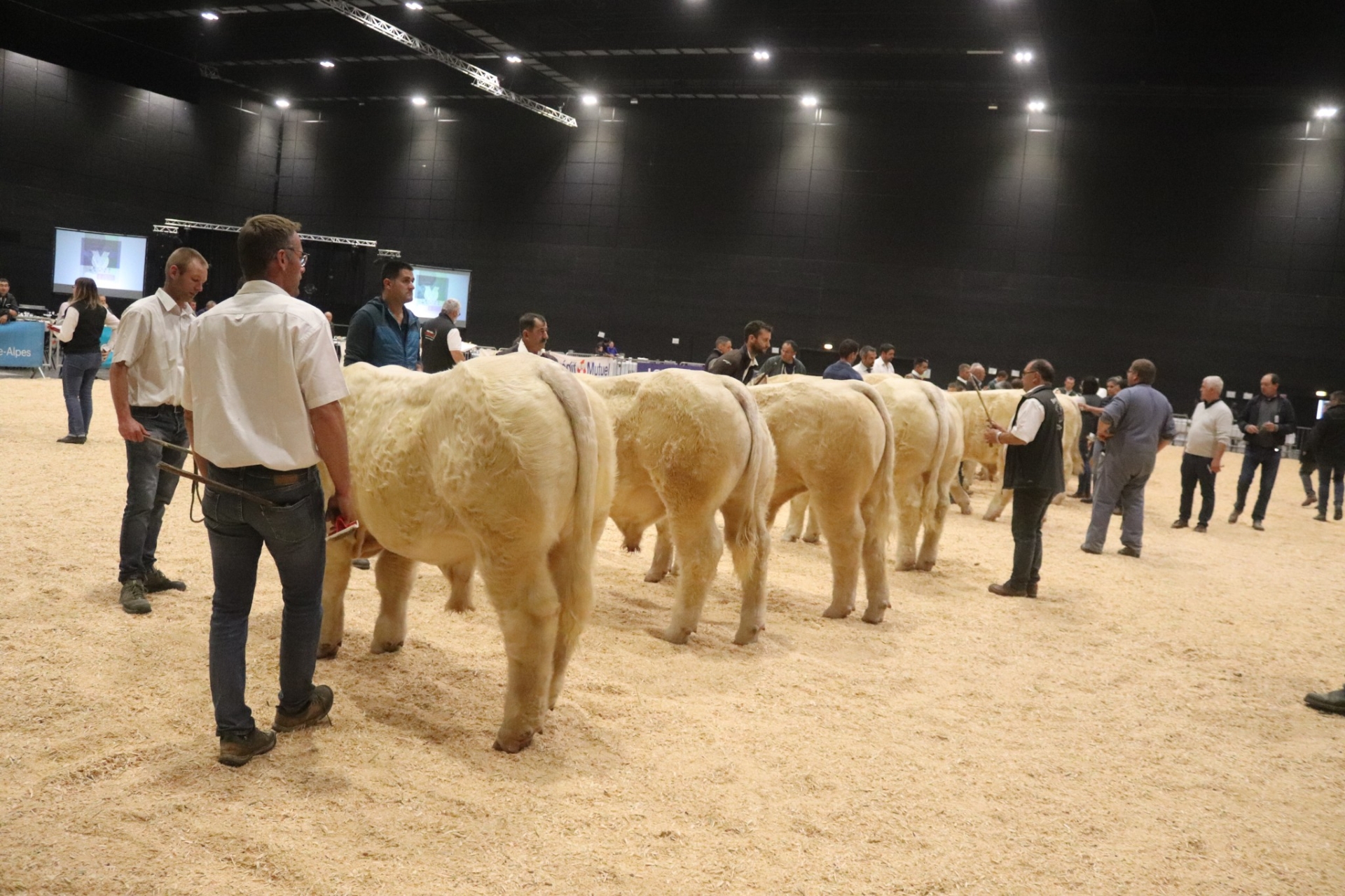 « Tout sera fait pour que la Fête du charolais ait lieu »