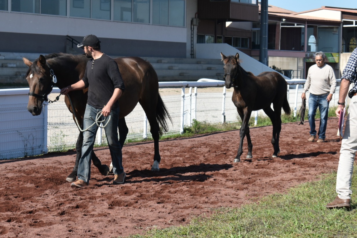 Un concours pour mettre en avant l'élevage du cheval de course