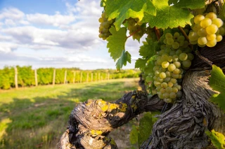 Le plan d’arrachage des vignes doit viser « les 60 000 ha »