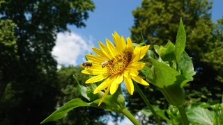 Loire : l'apiculture en crise 