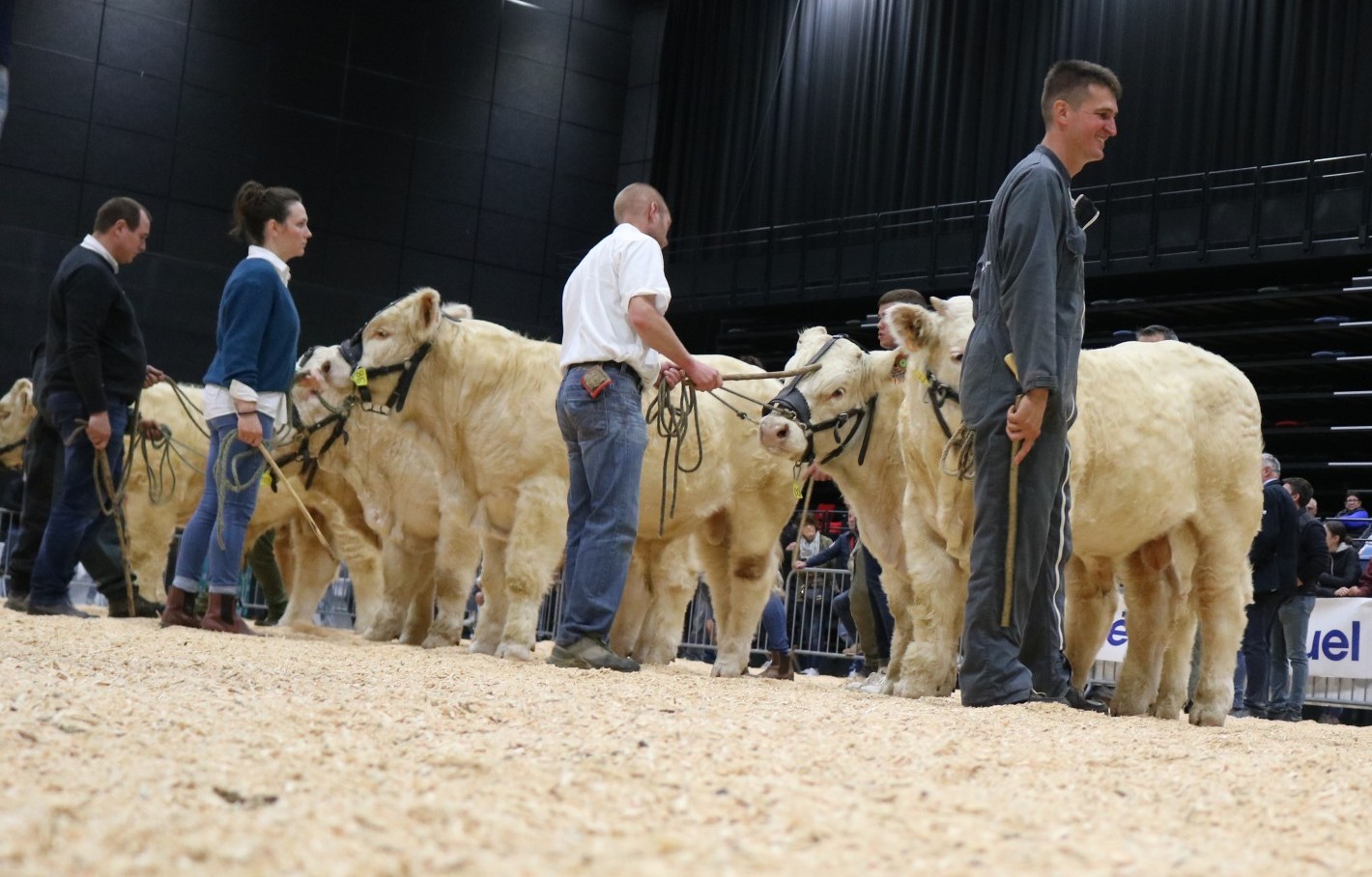 Fête du charolais : « Une jeunesse qui donne de l’élan »