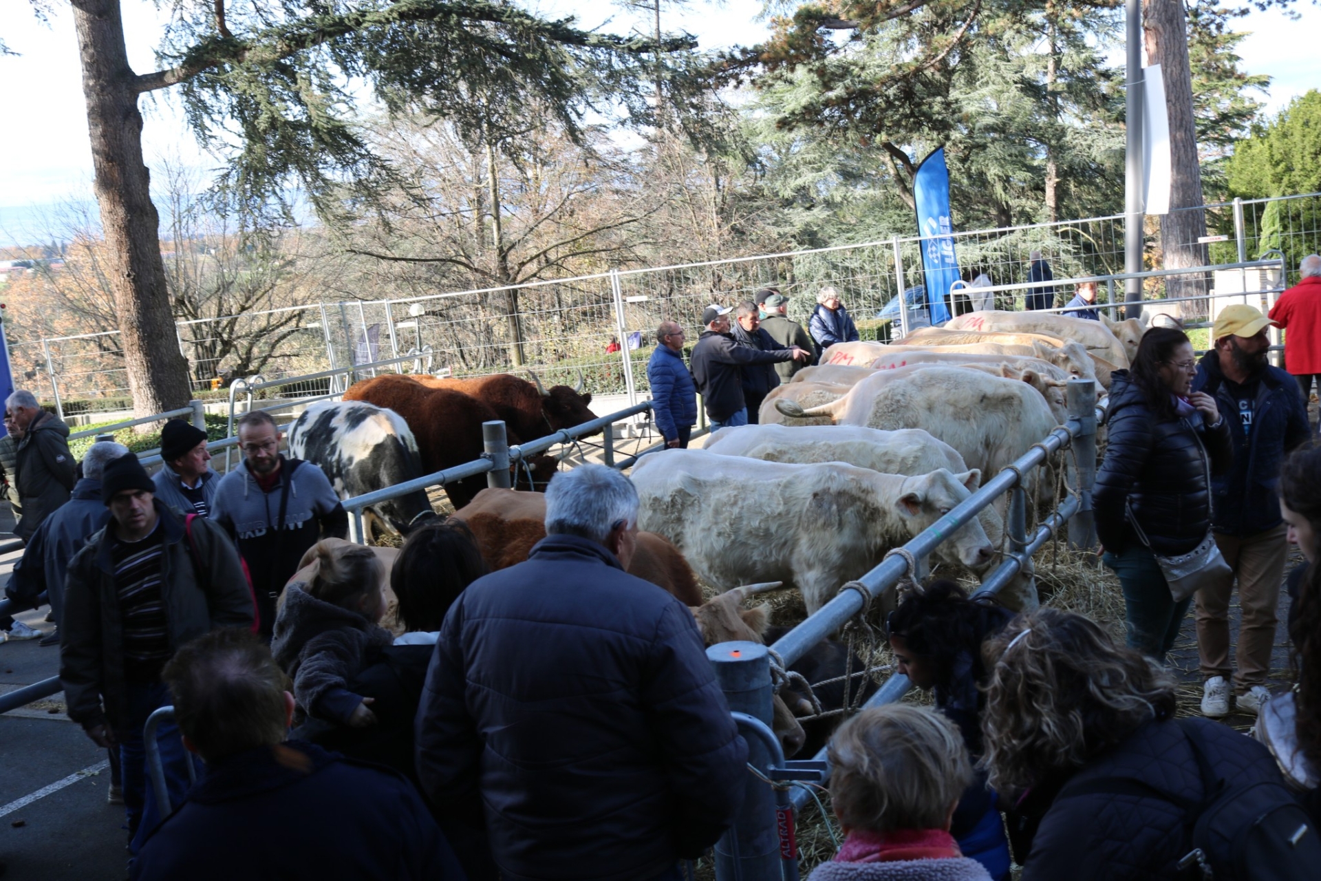 Foire de la Sainte Catherine : quel avenir pour les bovins ? 