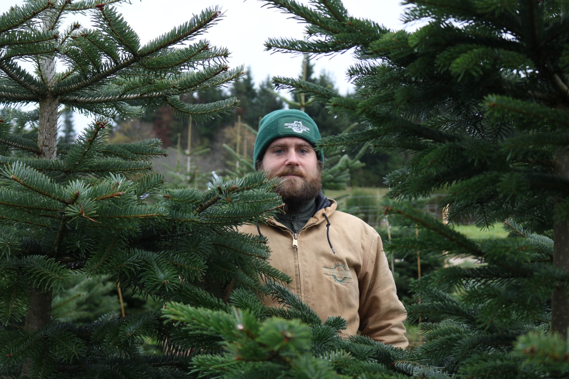 Mon bio sapin, roi du Forez 