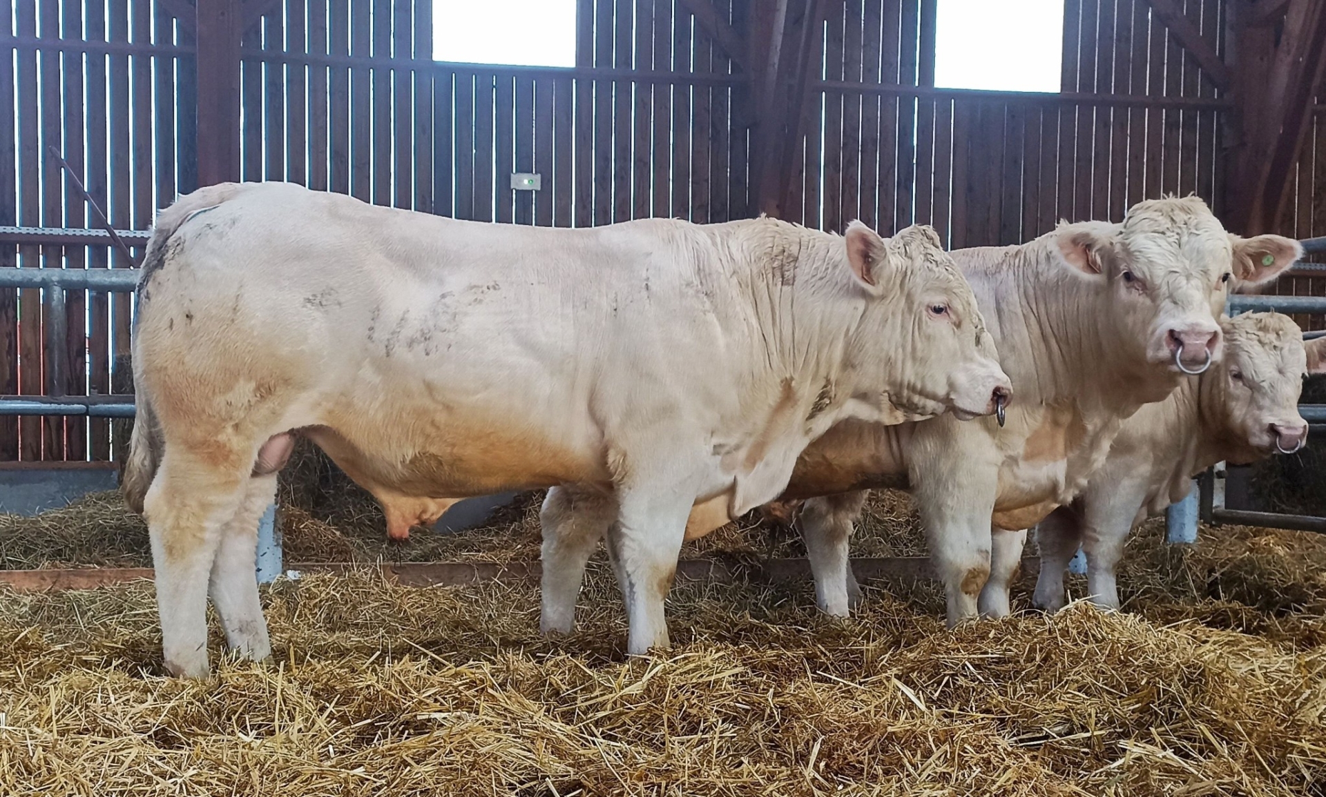 40 reproducteurs mâles charolais à vendre le 11 décembre