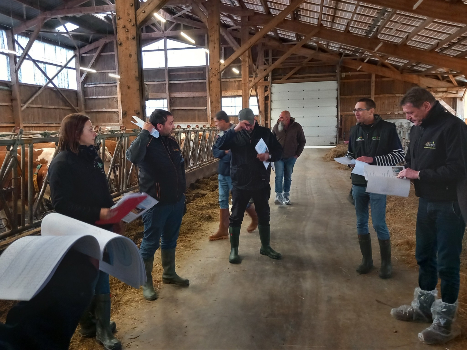 La Simmental, « une race historique qui a su garder sa mixité »