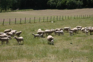 Pertes animales : quelles dérogations possibles dans le cadre de la Pac ?