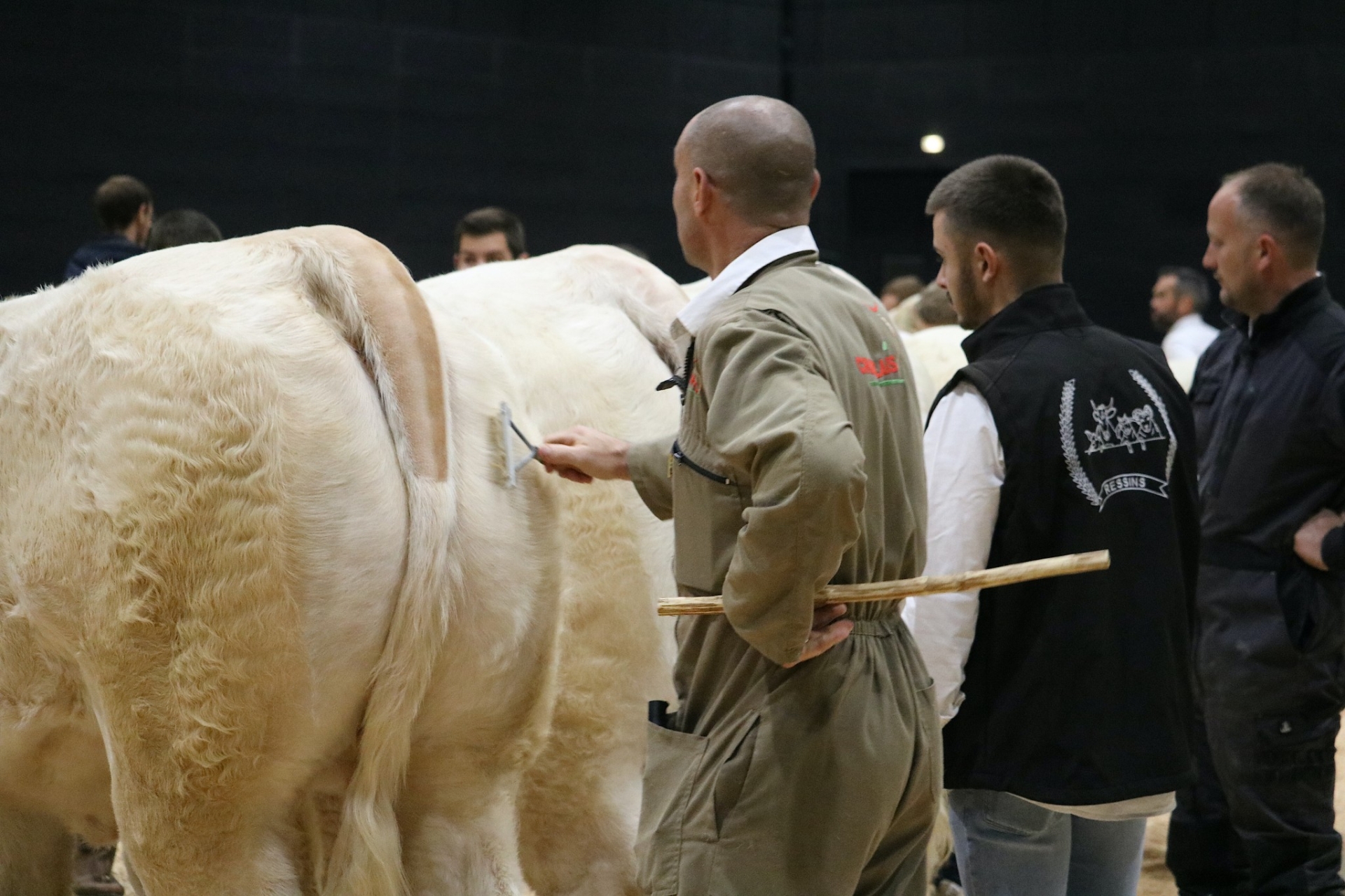 Concours des bovins charolais : retrouvez les palmarès