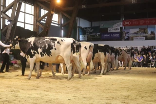 Holstein Passion 42 : des concours et des projets 