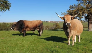 Miser sur la rusticité de la race Aubrac