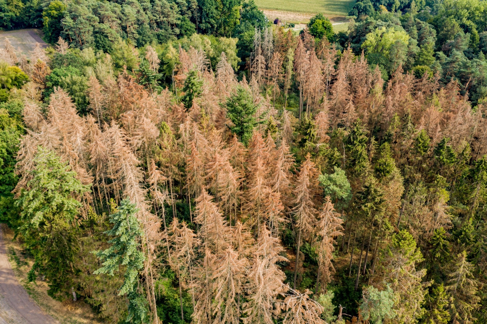 Comment se porte la forêt de la Loire ? 