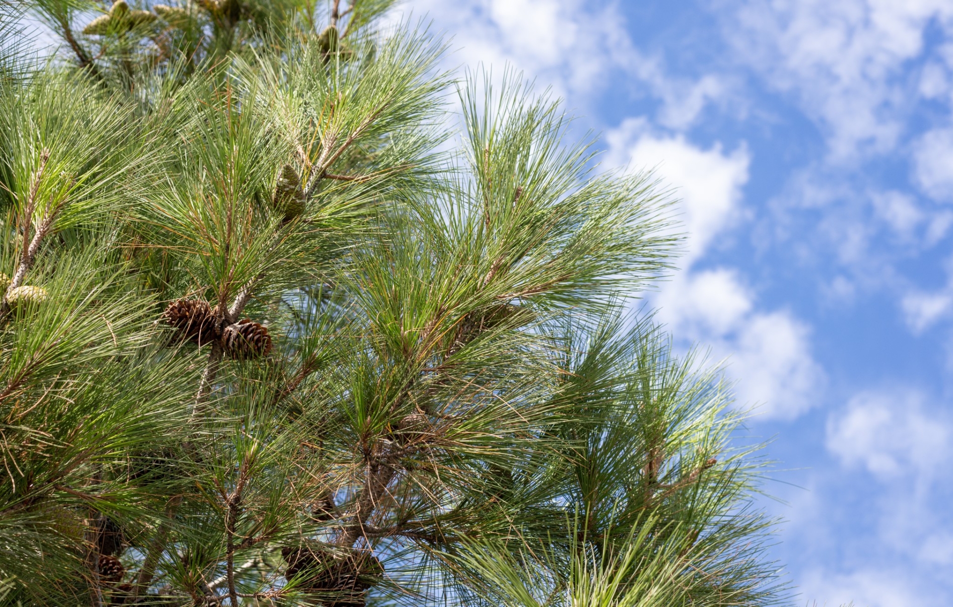 Créer une forêt résiliente 