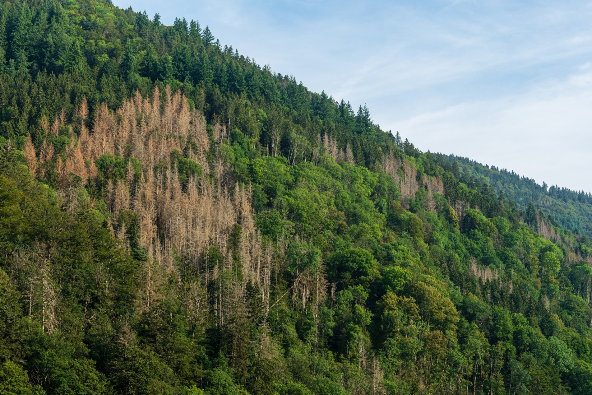 La forêt de la Loire face aux défis du réchauffement climatique