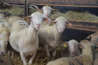  Quelles aides pour les éleveurs ovins ?