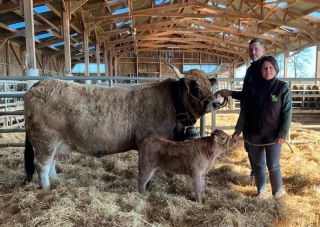 Olympe au royaume des plus belles créatures de la race Aubrac