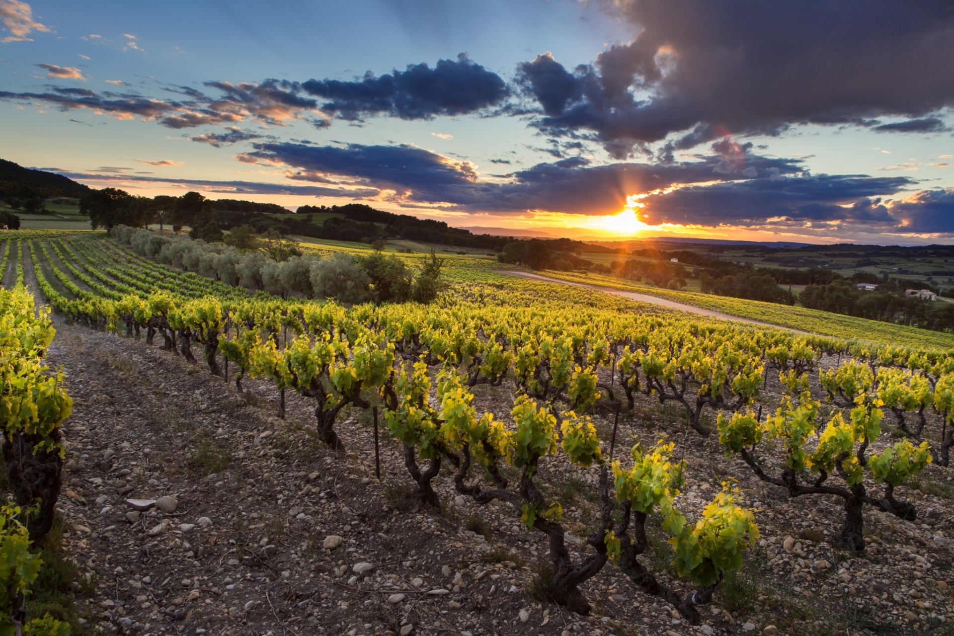 Le vin à l’épreuve du changement climatique