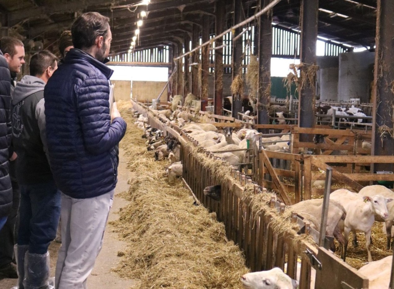 La FCO au cœur des discussions des moutonniers de la Loire 