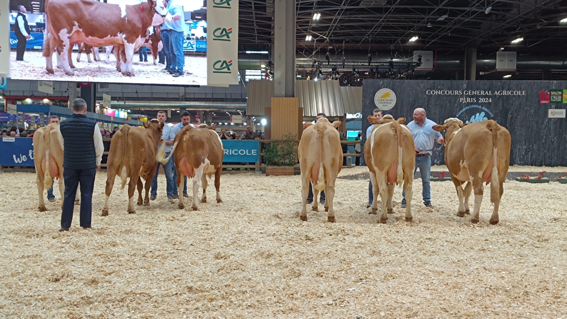 Plusieurs vaches de la Loire ont pris la direction de Paris